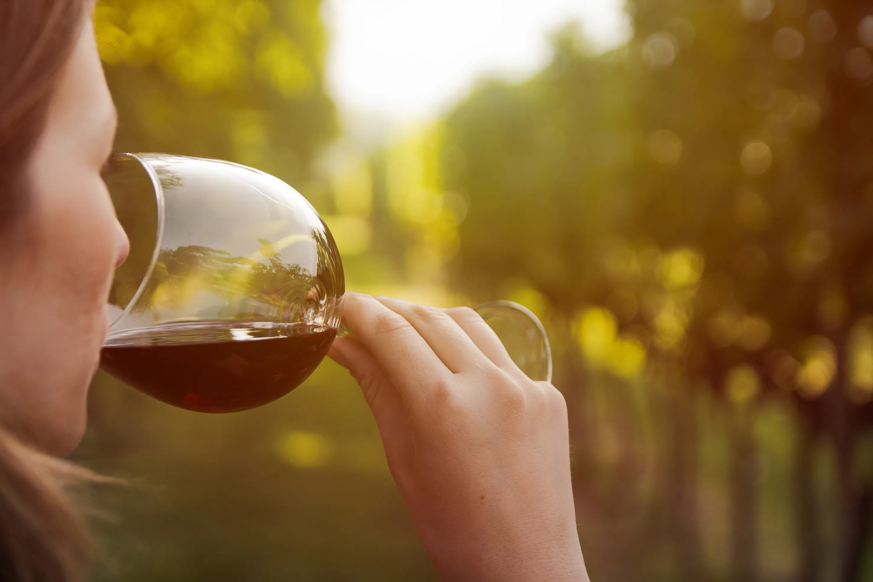 Dégustation de Vin en Provence : L'Art de Découvrir le Terroir et le Savoir-Faire