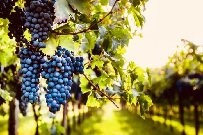 Top 5 Raisons pour Choisir la Provence pour une Expérience d'Œnotourisme Inoubliable